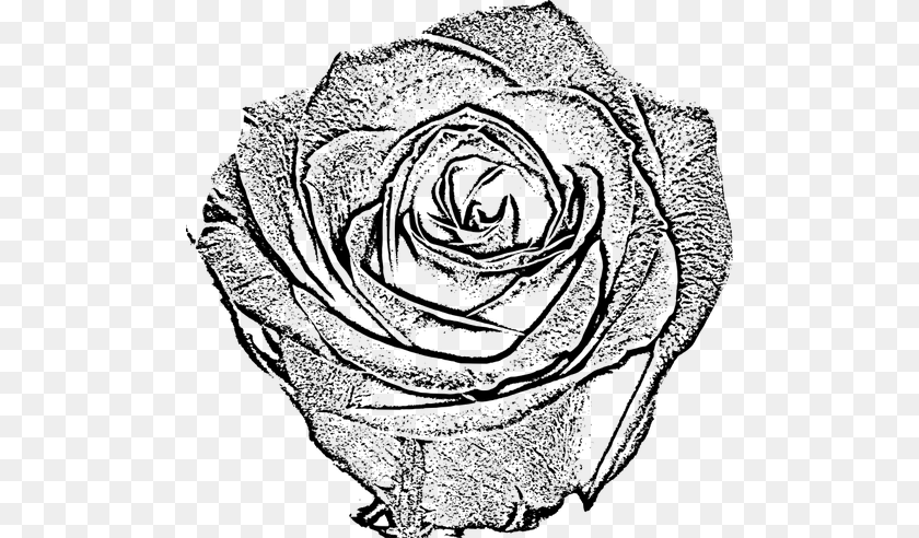 500x492 Rose Gray Clipart PNG