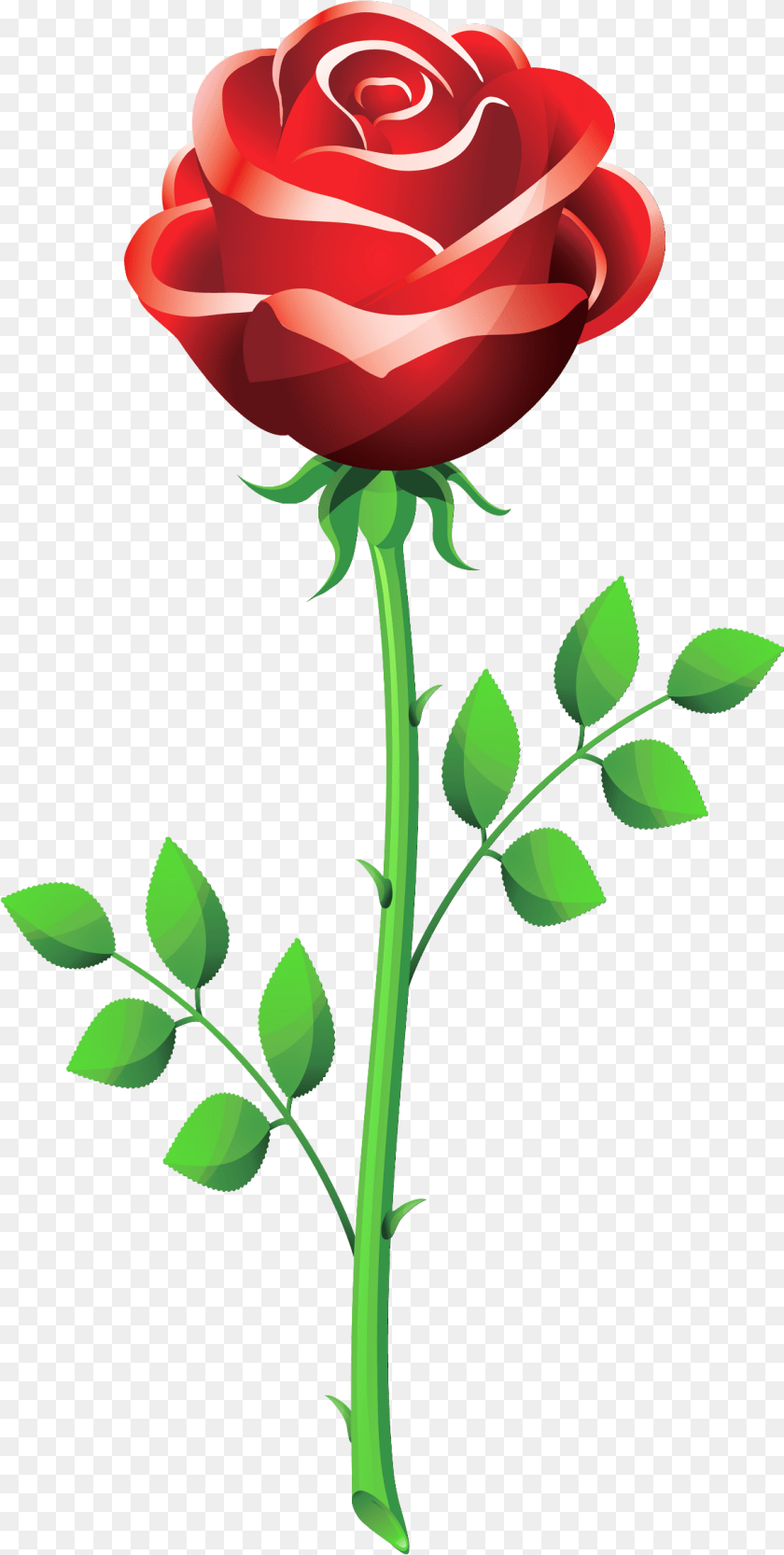 1163x2307 Rose Clipart Picture Rose Flower Vector, Plant Transparent PNG
