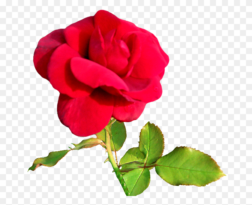 670x623 Rose Clipart Rosebud Pink Free Valentine Clip Art, Flower, Plant, Blossom HD PNG Download