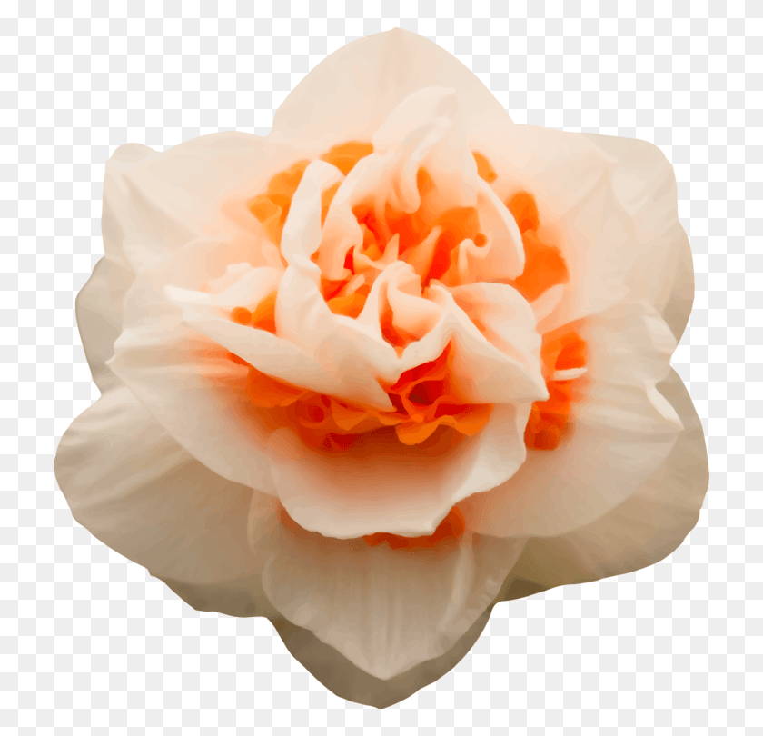 722x750 Rose Computer Icons Cut Flowers Floral Design Carnation, Flower, Plant, Blossom HD PNG Download