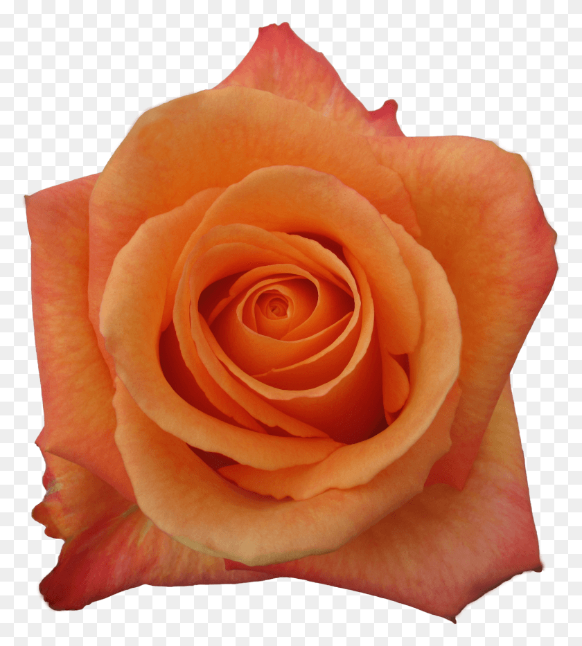 2395x2683 Rose Confidential HD PNG Download