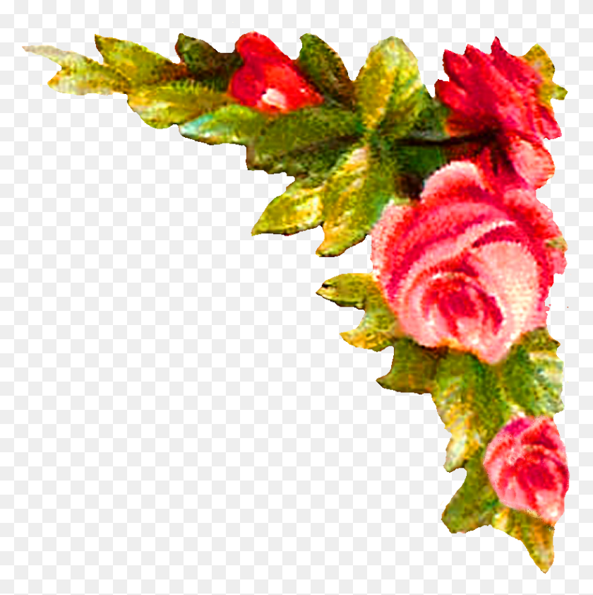 817x820 Rose Corner Design Illustration Corner Design Images, Leaf, Plant, Flower Descargar Hd Png