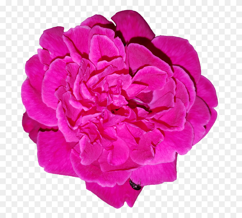 702x698 Роза Вырезанная Цветочная Изоляция Прозрачный Розовый Обыкновенный Пион, Растение, Цветение, Герань Png Скачать