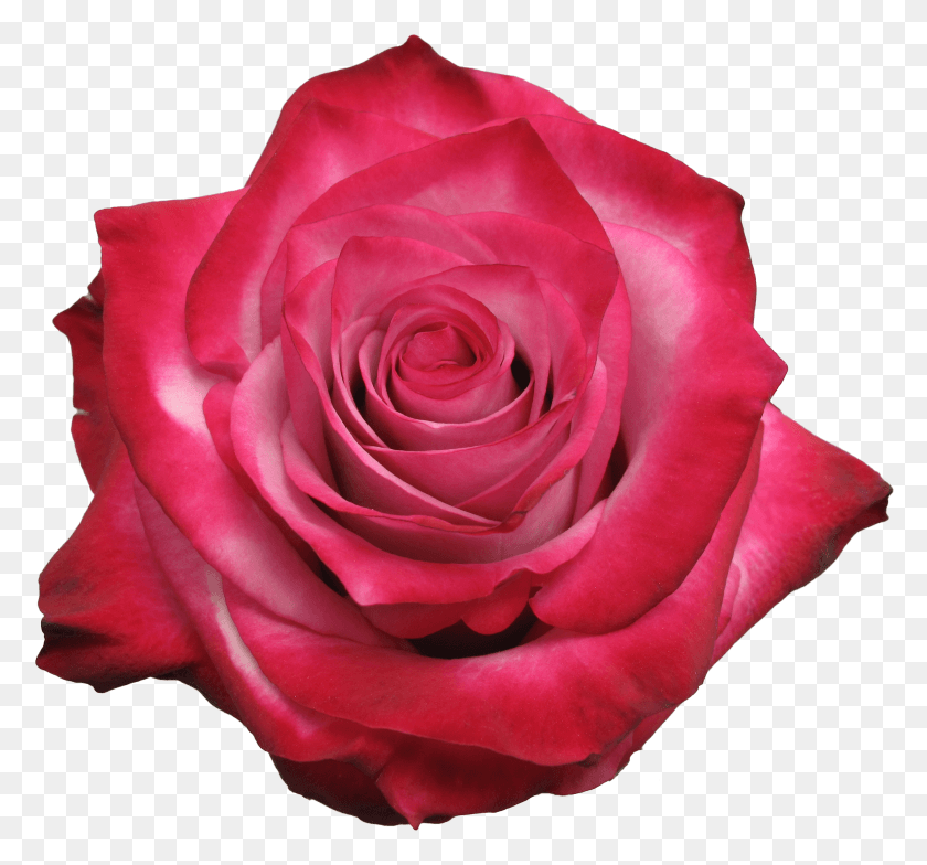 2677x2488 Png Роза Темно-Фиолетовый Флорибунда