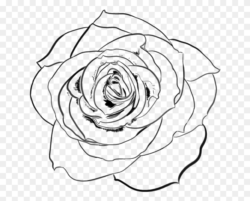 644x614 Rose Drawing Transparent Rose Line Art, Gray, World Of Warcraft HD PNG Download
