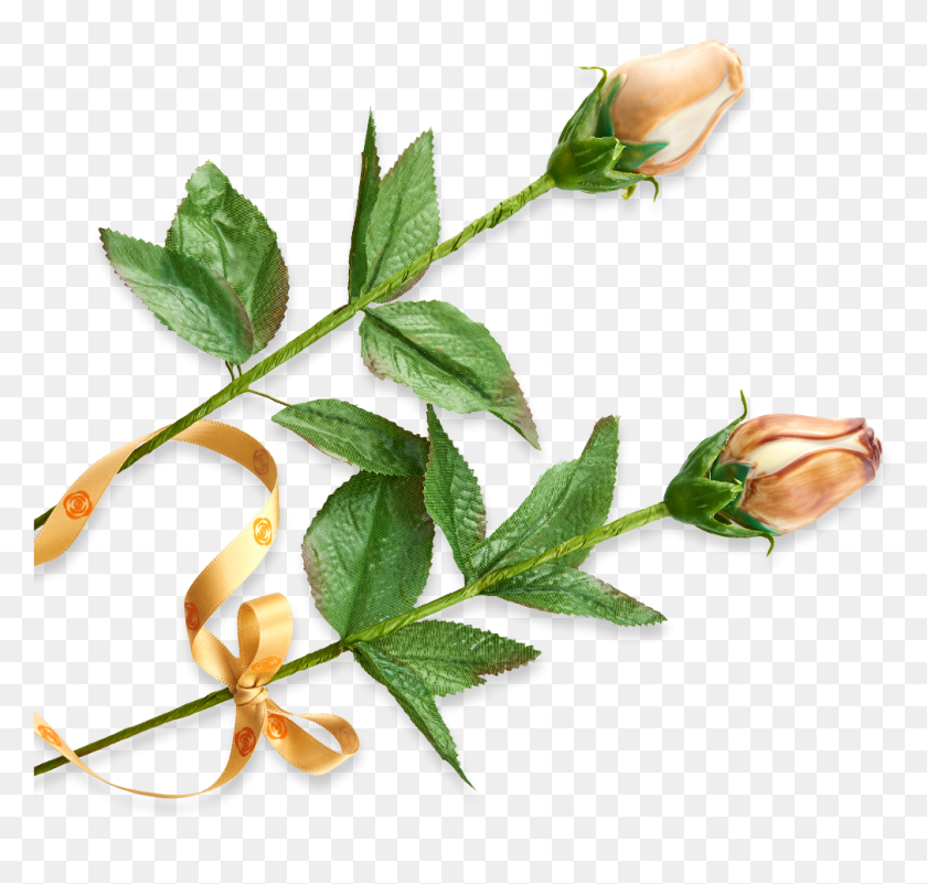 1009x959 Rose Evergreen Rose, Plant, Flower, Blossom HD PNG Download