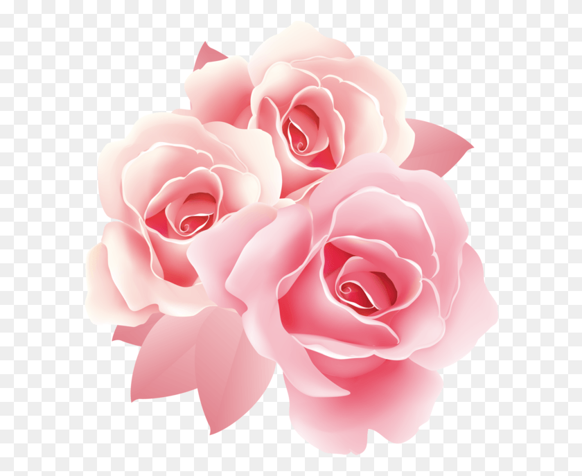 600x627 Rose Fleur Pink Floral Border, Flower, Plant, Blossom Descargar Hd Png