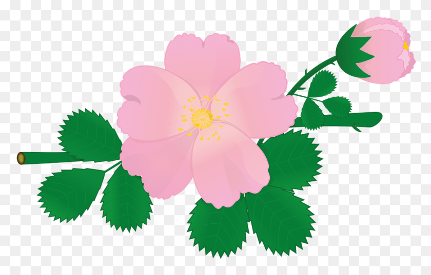 1091x668 Цветок Розы Шиповник Розовые Цветы Изображение Хоа Тнг Вы, Растение, Гибискус, Цветок Hd Png Скачать