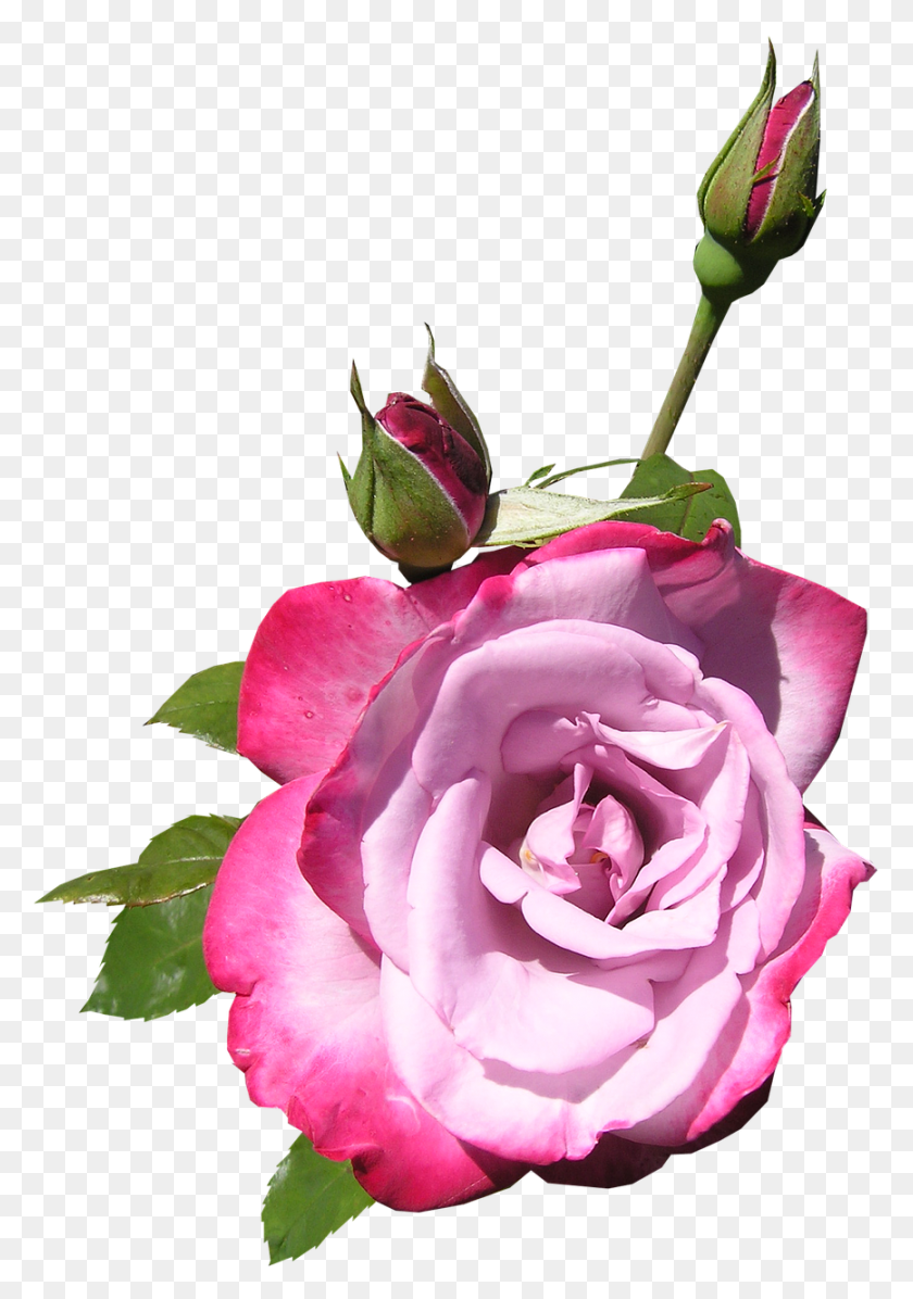 867x1263 Бутоны Роз Флорибунда, Роза, Цветок, Растение Hd Png Скачать