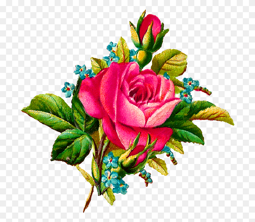704x671 Rose Flower Digital Image Illustration In Rose Flower, Plant, Pattern, Flower HD PNG Download