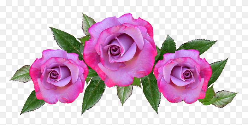 954x446 Rose Flower Floral Petal Anniversary Dia De San Valentin Saludos Cristiano, Rose, Flower, Plant HD PNG Download