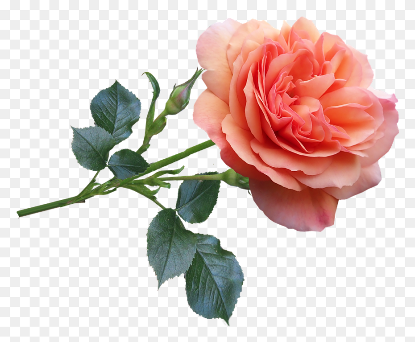 873x707 Rose Flower Garden Bloom Perfume Nature Flower Rose Good Morning, Plant, Blossom, Carnation HD PNG Download