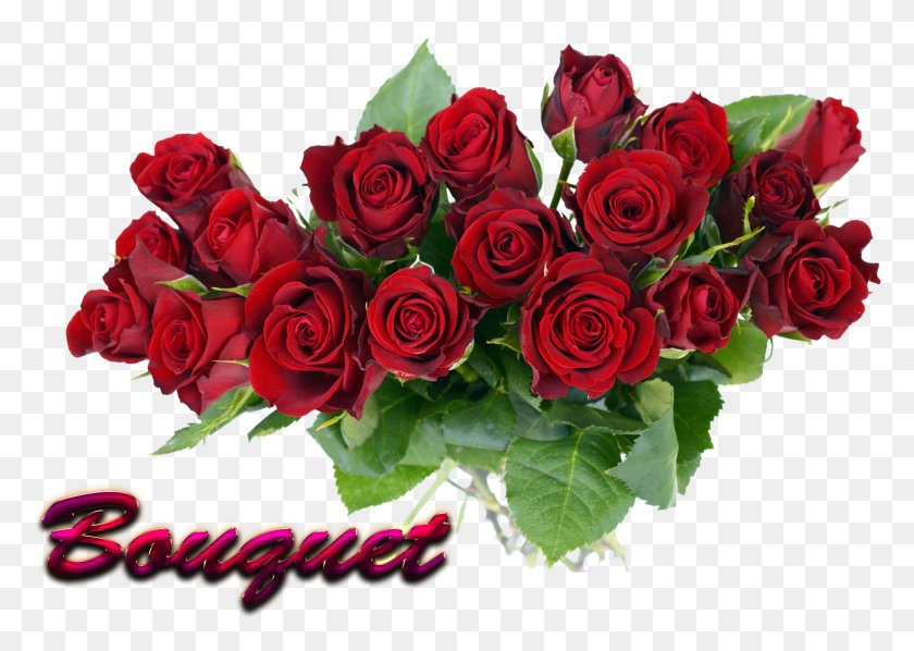 1589x1097 Rose Flower Images, Plant, Rose, Flower HD PNG Download