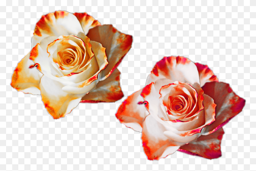 2717x1750 Rose Flower Nature Mixed Colors Flowers White Red Garden Roses HD PNG Download