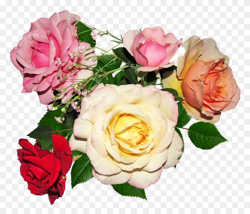 847x717 Букет Из Лепестков Роз Love Garden Roses, Роза, Цветок, Растение Hd Png Скачать