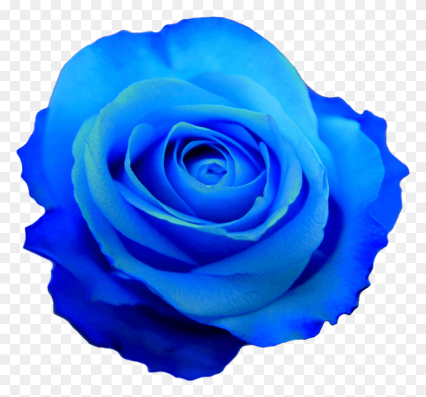 990x920 Роза Цветок Фото Прозрачные Цветы Синий Цветок Прозрачный Фон, Роза, Цветок, Растение Hd Png Скачать