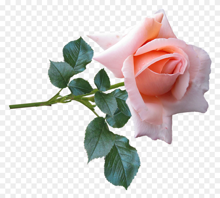 792x707 Rose Flower Stem Garden Nature Real Pink Rose With Stem, Rose, Flower, Plant HD PNG Download