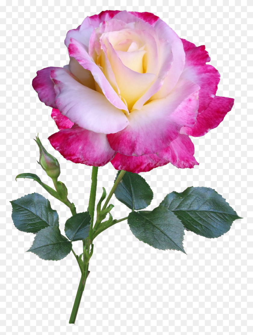 861x1160 Rose Flower Stem Rose, Flower, Plant, Blossom HD PNG Download