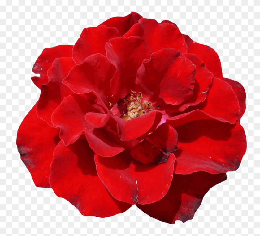1024x933 Rose Flower Top View Image Vector Clipart, Geranium, Petal, Plant, Pollen PNG