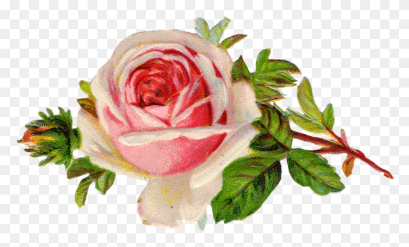 959x552 Rose Free Content Clip Art Vintage Rose Frame Transparent, Flower, Plant, Blossom HD PNG Download