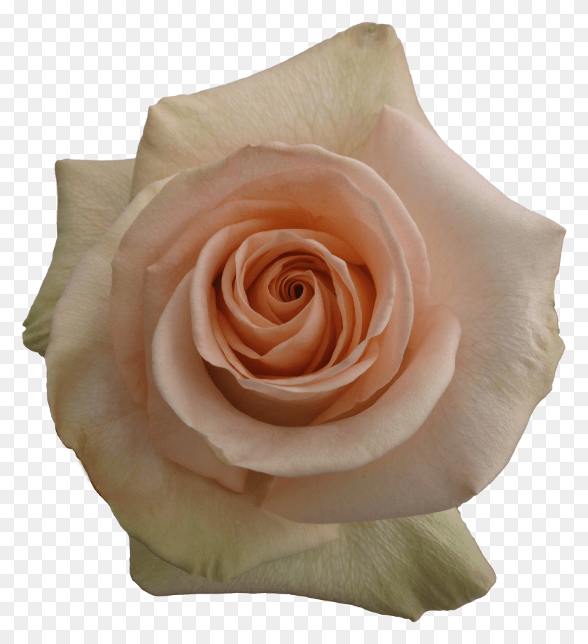 2837x3131 Rose Garden Roses HD PNG Download
