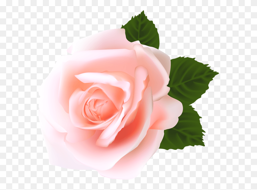 600x562 Роза Гулаб Полный, Цветок, Растение, Цветение Hd Png Скачать