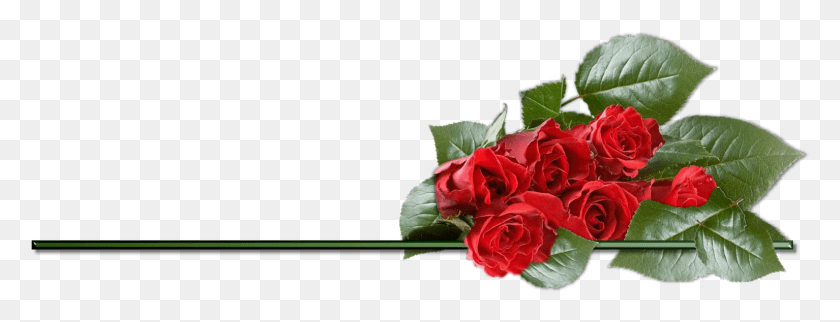 1534x516 Роза С Днем ​​Рождения Розы, Растение, Цветок, Цветение Hd Png Скачать