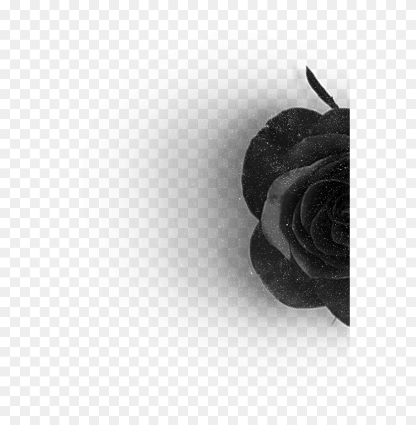 573x798 Rose Hero Left Floribunda, Plant, Flower, Blossom HD PNG Download