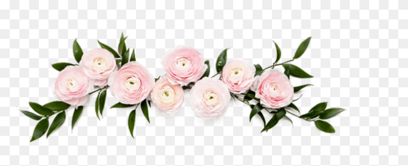 783x284 Descargar Png Hoja De Rosa Hojas Flor Flores Rosas Flor De La Corona Caligrafía Fuente Para Photoshop, Planta, Flor, Pétalo Hd Png