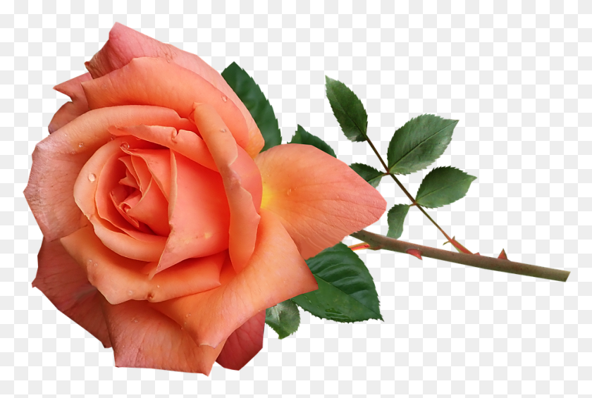 945x612 Rose Orange Perfume Flower Stem Garden Nature Flores Deitadas, Plant, Blossom, Petal HD PNG Download