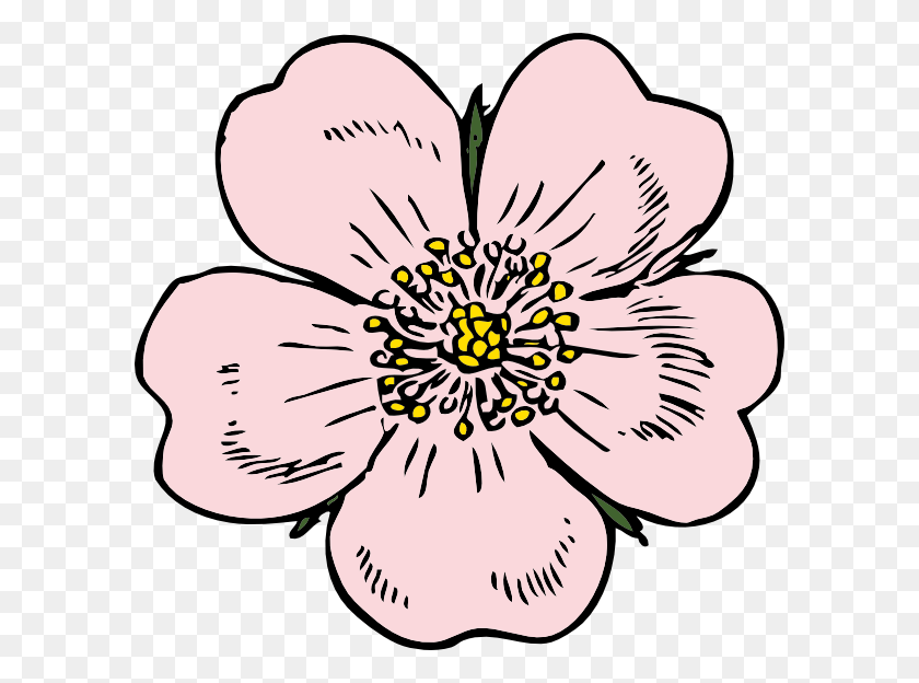 594x564 Rose Outline Clipart Best Wild Rose Vector, Plant, Flower, Blossom HD PNG Download