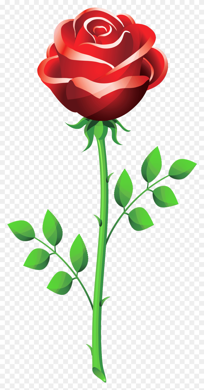 1163x2307 Rose Outline Clipart Panda, Plant, Flower, Blossom HD PNG Download