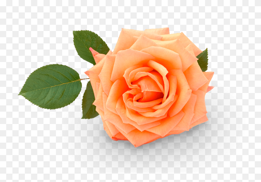 740x527 Роза Пастельный Оранжевый Цветок, Цветок, Растение, Цветение Hd Png Скачать