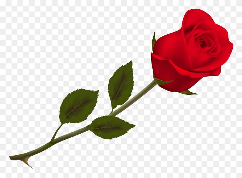 6575x4705 Rose Pic Rose, Flor, Planta, Flor Hd Png