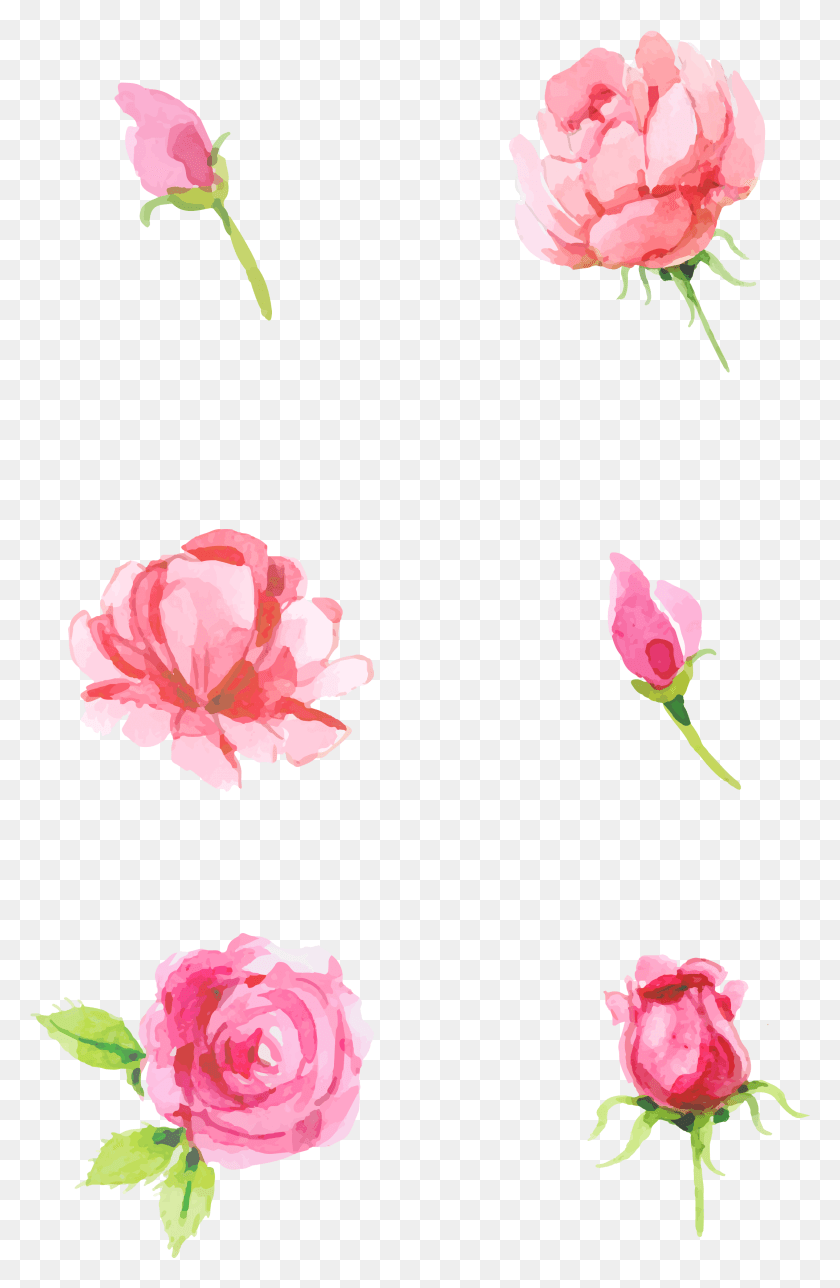 2150x3386 Роза Розовый Элемент Минималистская И Гибридная Чайная Роза Psd, Растение, Цветок, Цветение Png Скачать