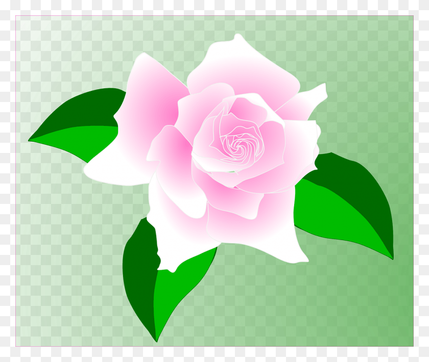 1280x1067 Роза Розовый Цветок Розовая Роза Картинки, Цветок, Растение, Цветение Hd Png Скачать