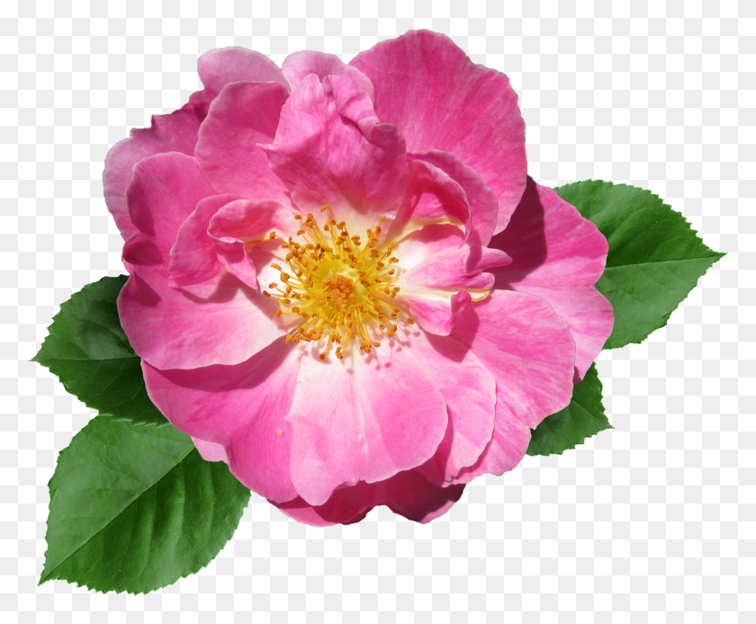 1262x1026 Rose Pink Flower Summer Garden Bloom Flower, Plant, Blossom, Pollen HD PNG Download