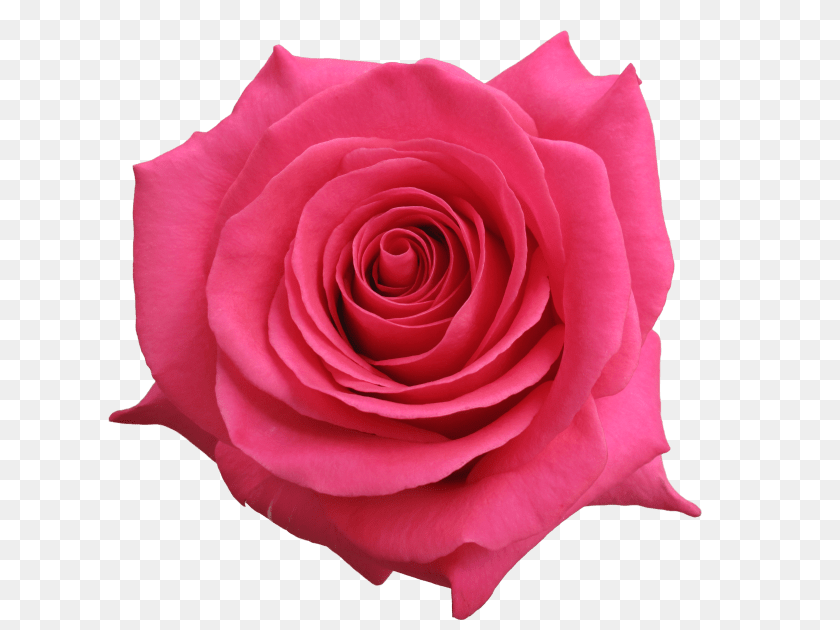3784x2838 Rose Pink Floyd Transparent PNG