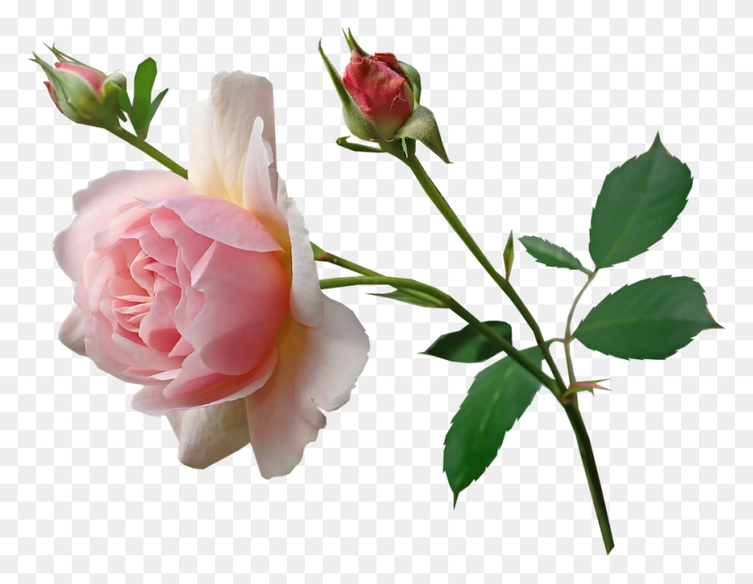 949x721 Rose Pink Stem Perfume Garden Nature Floribunda, Flower, Plant, Blossom HD PNG Download