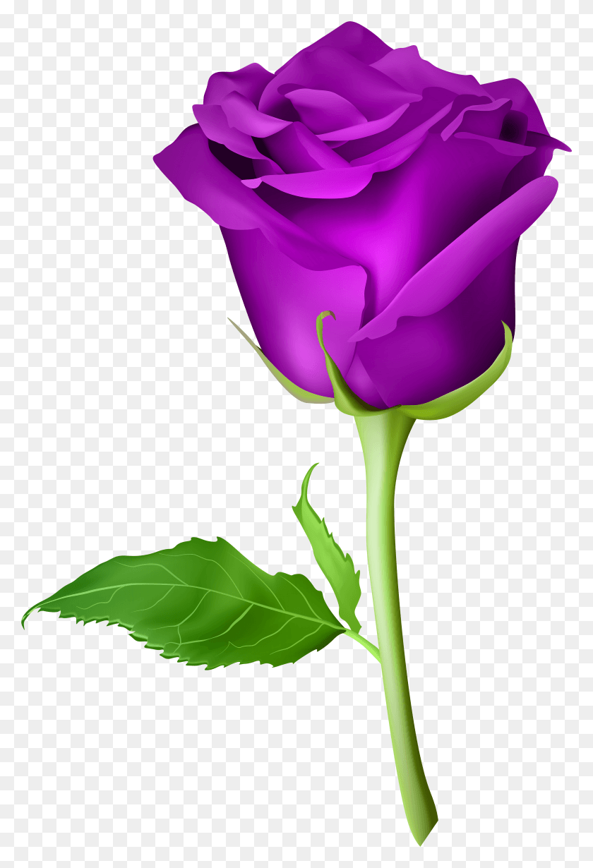 4614x6925 Rose Purple Transparent Clip Art Image Rose Flower, Flower, Plant, Blossom HD PNG Download