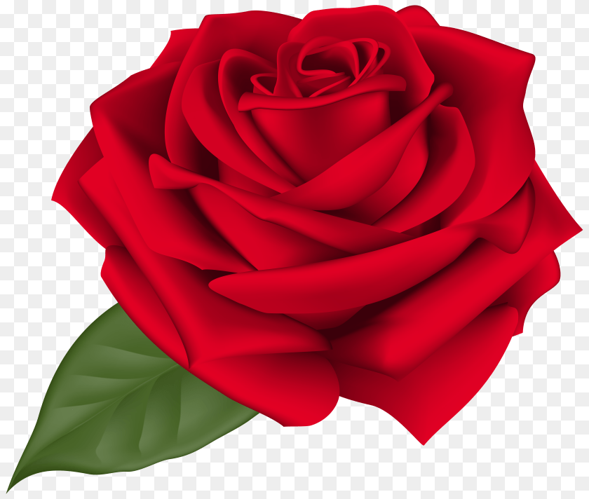 Rose Red Clip Art Clipart PNG