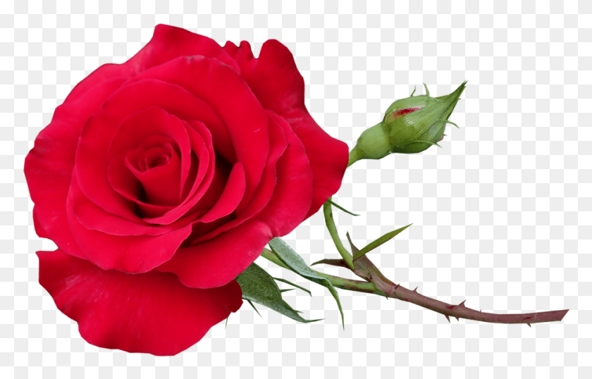 930x571 Rose Red Stem Romantic Flower Garden Nature Red Rose Stem, Plant, Blossom, Petal HD PNG Download