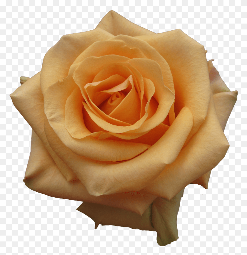 2470x2554 Rose Rose Cumbia Hd Png Descargar