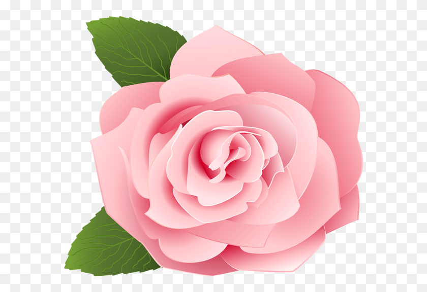 591x516 Rose Rose Pink Flower Cartoon, Flower, Plant, Blossom Descargar Hd Png