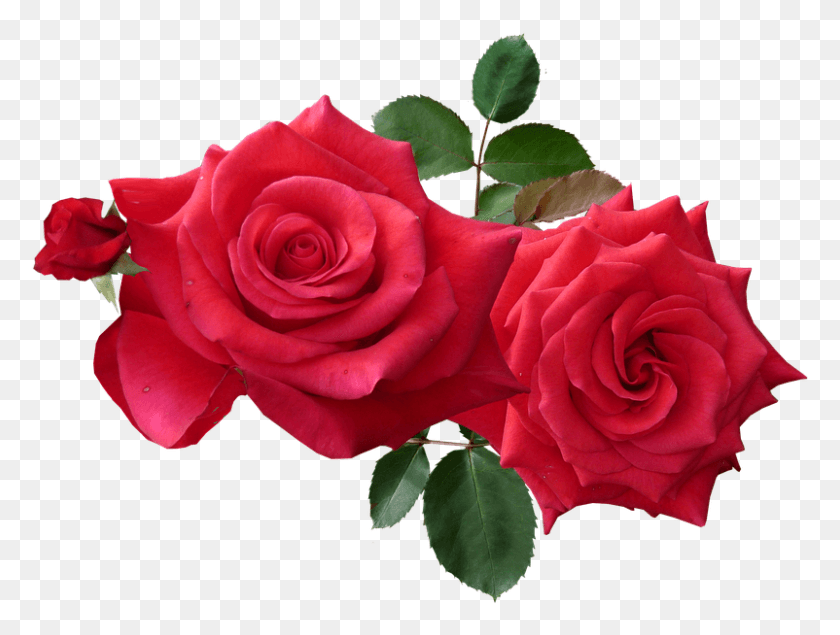 802x592 Rose Roses, Flower, Plant, Blossom HD PNG Download