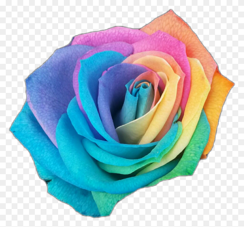 959x888 Rose Rosesticker Rainbow Rainbowrose Color Flowerstickers Rainbow Rose, Flower, Plant, Blossom HD PNG Download
