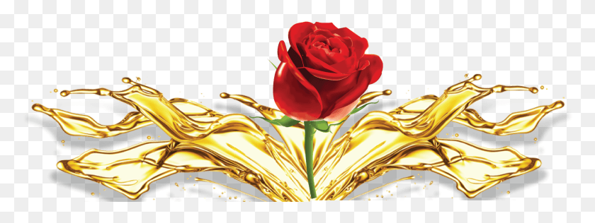 2967x974 Rose Splash Floribunda, Flower, Plant, Blossom HD PNG Download