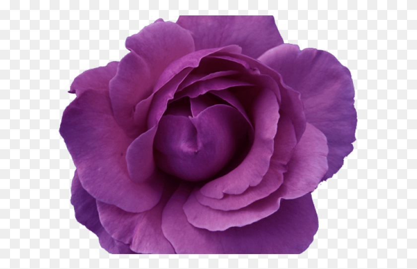 605x481 Flor Png