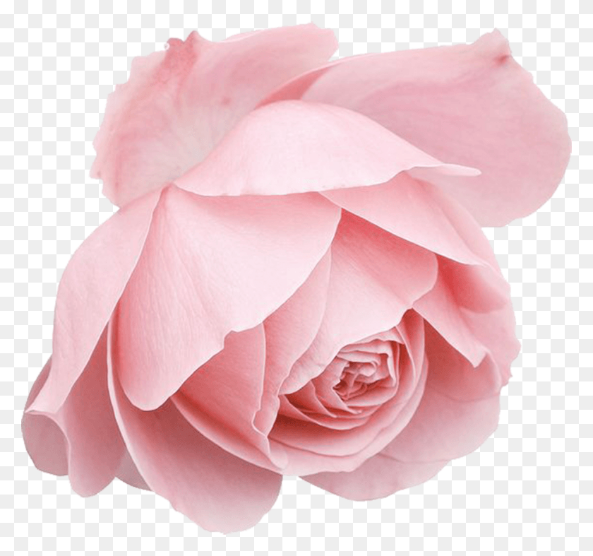 1175x1096 Роза Прозрачная Роза Синие Рисунки, Растение, Цветок, Цветение Png Скачать
