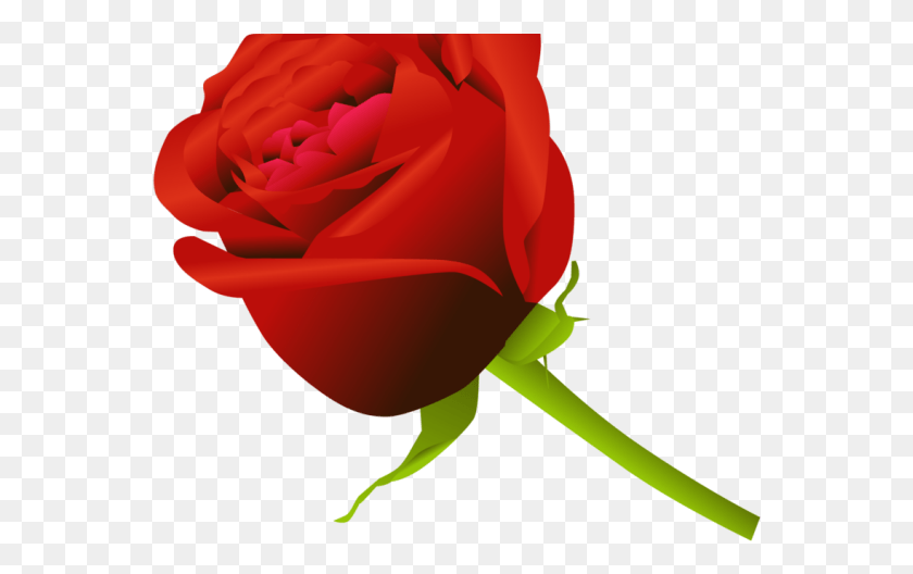 561x468 Rose Vector, Flower, Plant, Blossom HD PNG Download